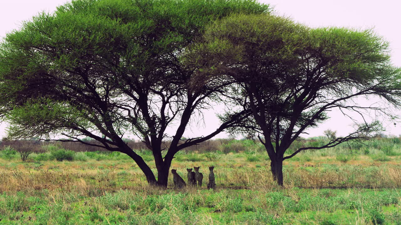 Four Cheetahs Resting Under A Cool Shade Of An Acacia Tree In Central Kalahari Desert, Botswana. - Medium Shot