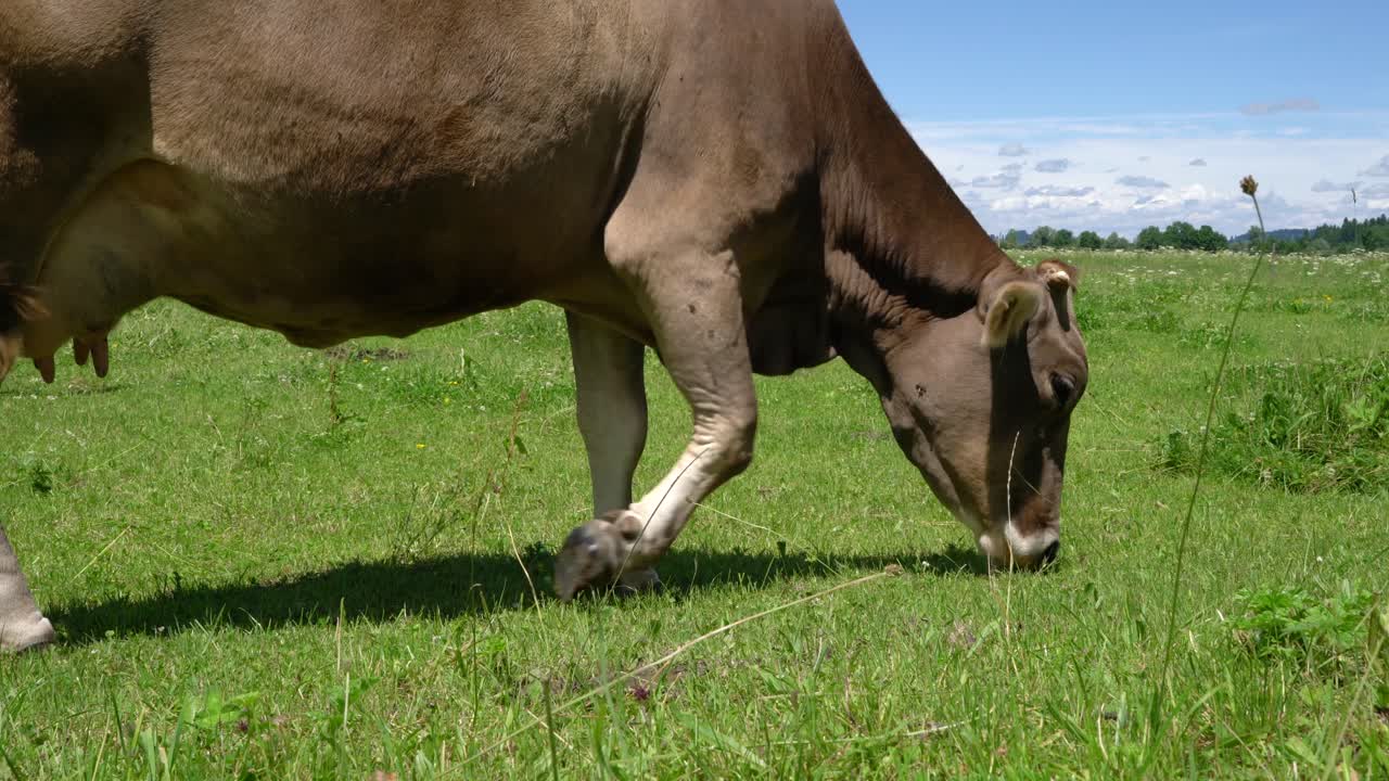 Cow pasture on the Alps