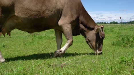 pastos de vacas en los alpes