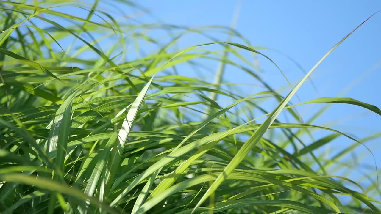Close up of green grass against a blue sky