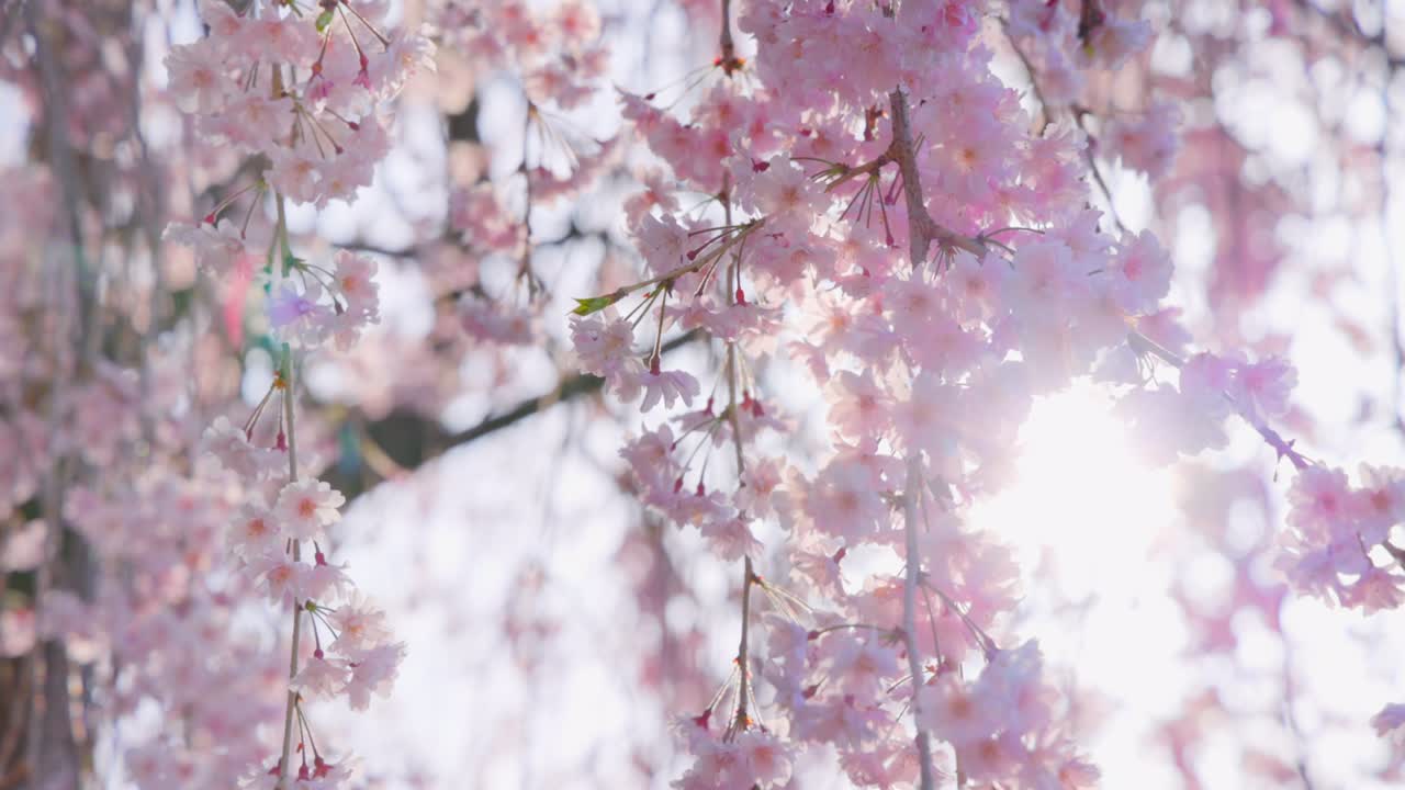 las flores de cerezo en pleno florecimiento con un hermoso rosa