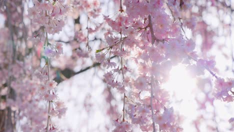 cherry blossoms in full bloom with beautiful pink