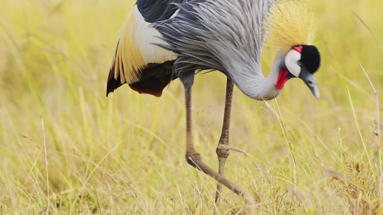 pájaro de safari en masai mara north conservancy, grullas coronadas grises que pastan en las praderas de hierba alta, vida silvestre africana en la reserva nacional de masai mara, kenia