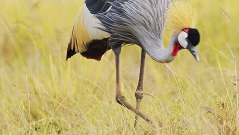 africa safari bird in masai mara north conservancy, grey crowned cranes grazing in the tall grass grasslands, african wildlife in maasai mara national reserve, kenya