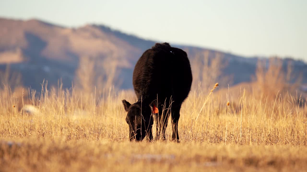 Bovini Angus al pascolo negli spazi aperti di Boulder, Colorado.