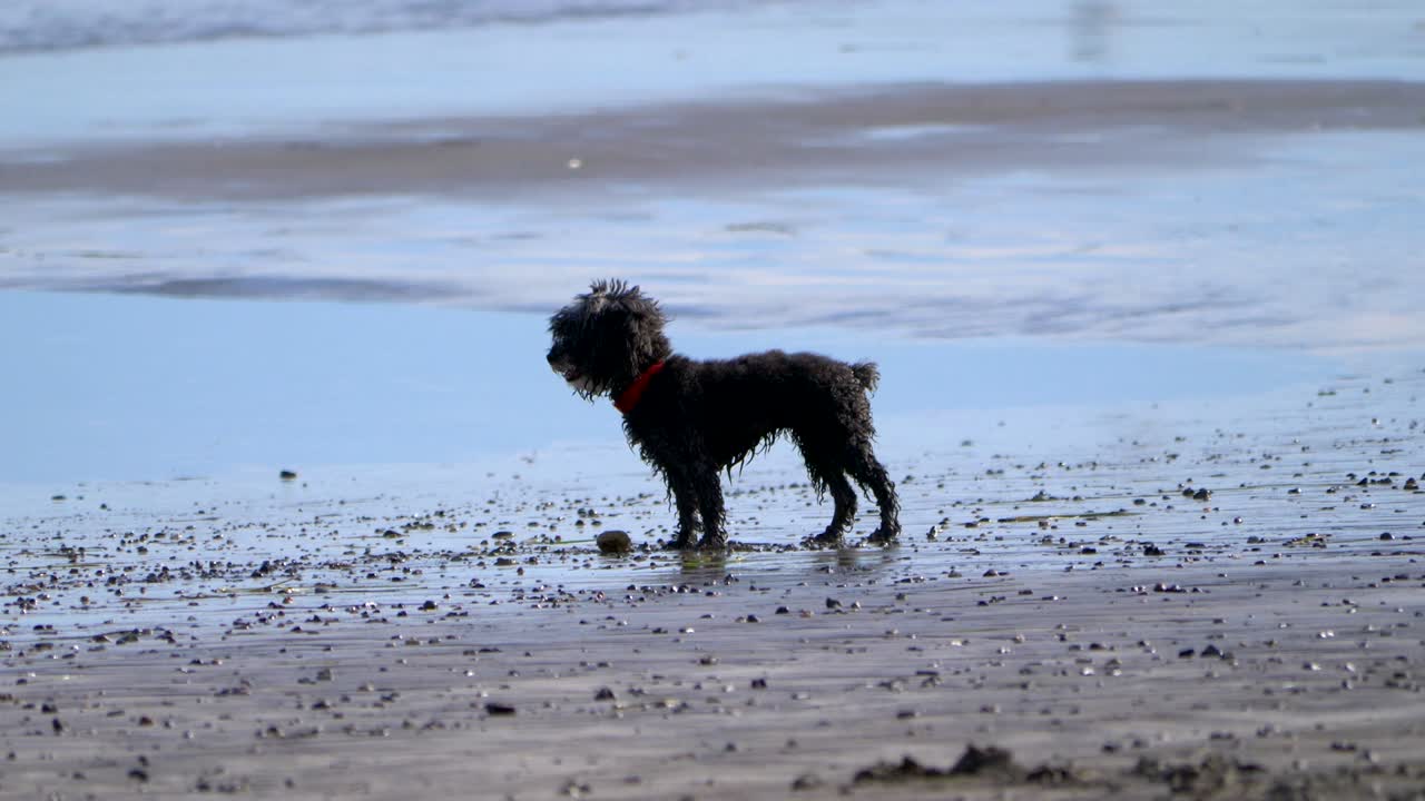 4k 슬로모션으로 캘리포니아 해변에서 놀고 있는 푸들 개