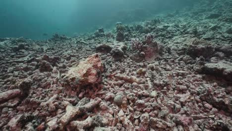 dead bleached coral reef