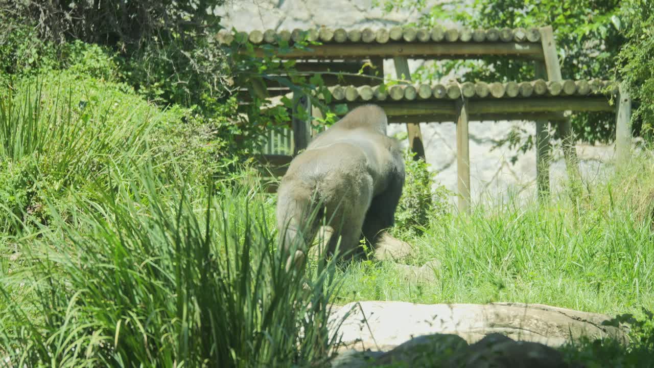 Gorilla walks away through tall grass in zoo enclosure
