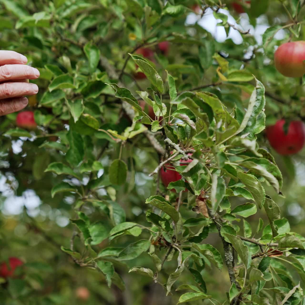 Il vento agita i rami con mele rosse mature. La mano di un uomo adulto si allunga per raccogliere la mela