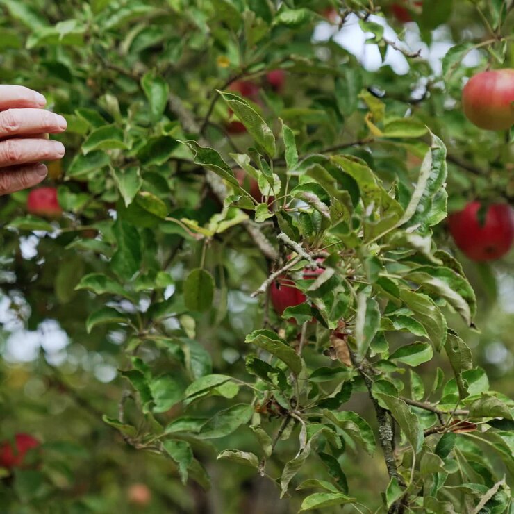 Il vento agita i rami con mele rosse mature. La mano di un uomo adulto si allunga per raccogliere la mela