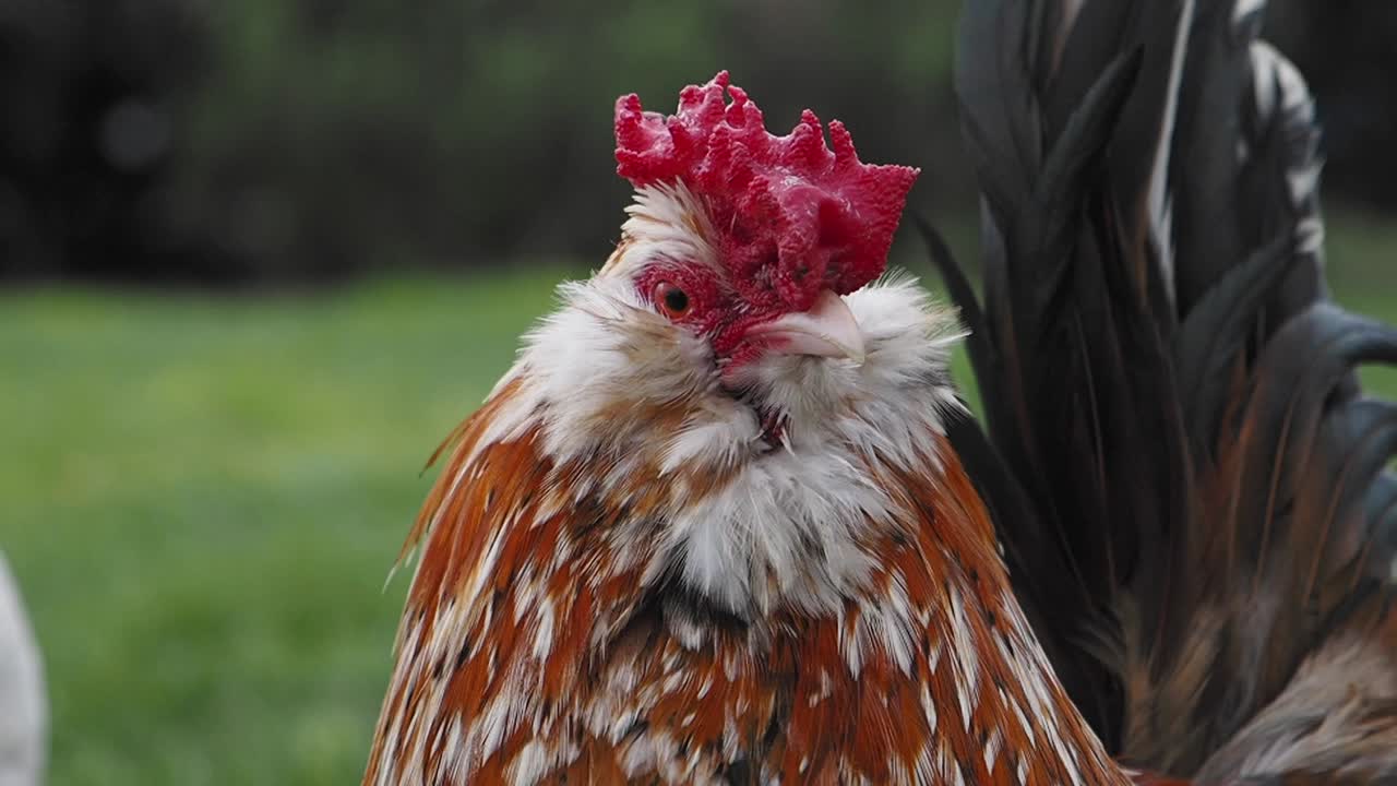 primer plano de un gallo