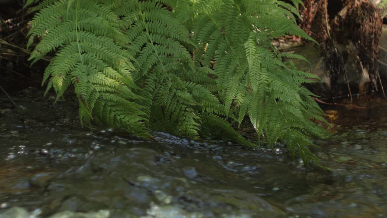arroyo del bosque corriendo con hojas de helecho en el agua