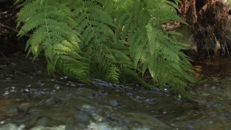 forest stream running with leafs of fern in water