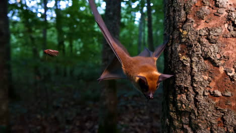 a bat in flight near a tree in a forest
