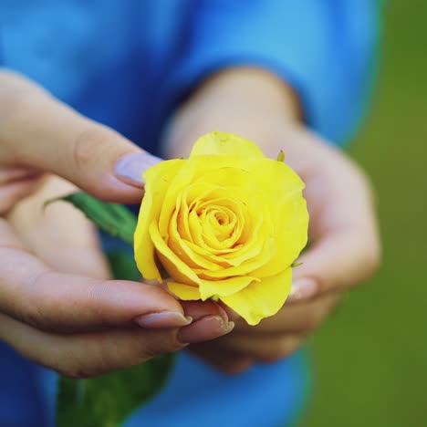 women's hands with a rose in his hand close-up