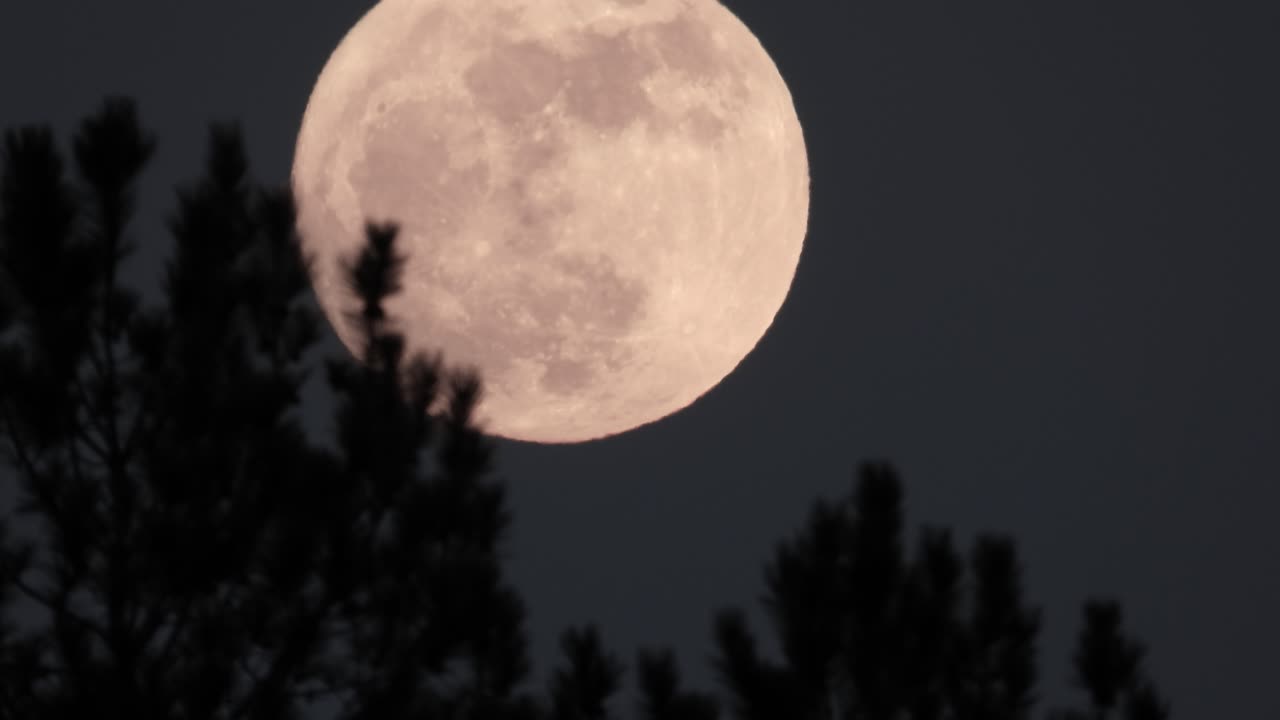 Bright full moon over silhouette of trees in Lavérendrye Natural Reserve at night