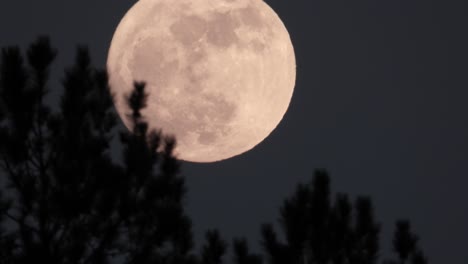 bright full moon over silhouette of trees in lavérendrye natural reserve at night