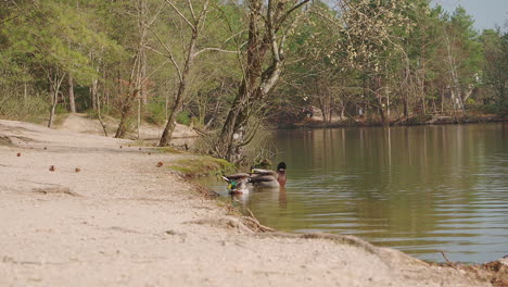 una bandada de ánades reales bañándose y alimentándose en la orilla de un lago en francia