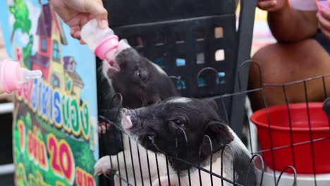 piglet being bottle-fed at a market stall