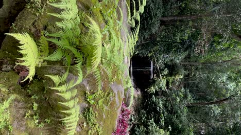 Marco-Vertical-De-Vegetación-Y-Flora-Tropical-Con-Una-Pequeña-Cascada-De-Arroyo-En-El-Fondo-En-Río-De-Janeiro-Y-Una-Pequeña-Brisa-Moviendo-Las-Hojas-En-Primer-Plano