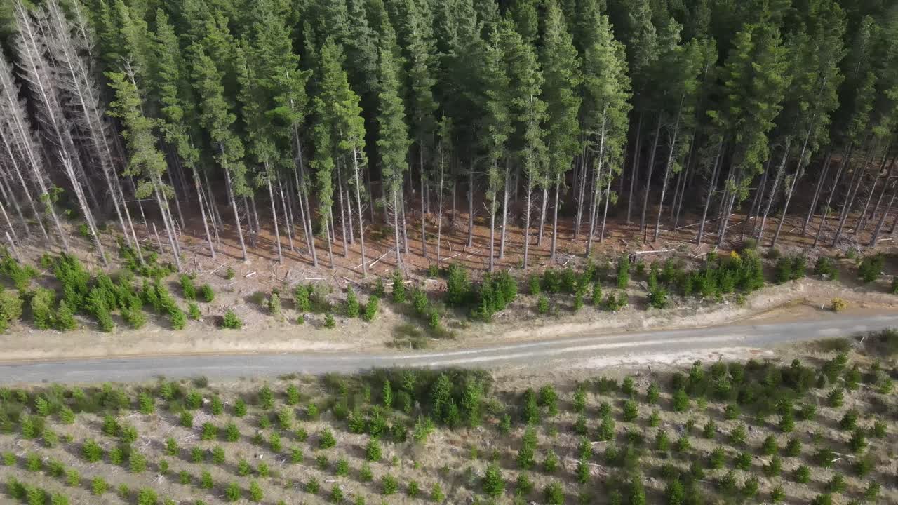 Drone aerial going alongside and adult and young pine forest