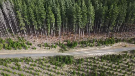 Drone-aerial-going-alongside-and-adult-and-young-pine-forest