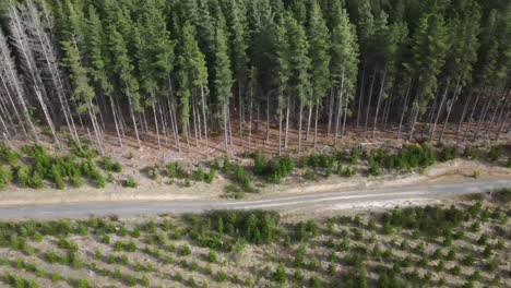 avión no tripulado que va junto a un bosque de pinos adulto y joven