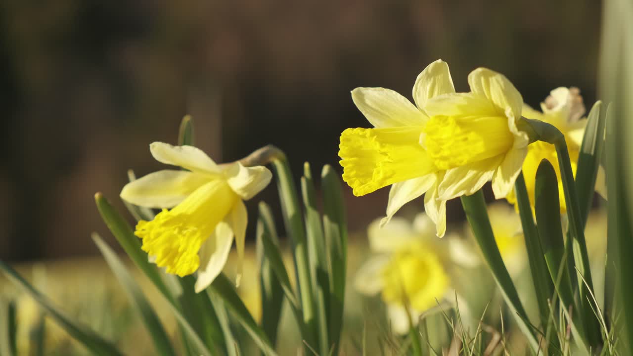 Primo piano di fiori di narciso in primavera in campagna al rallentatore