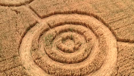 fake ufo circles on grain crop yellow field, aerial view from drone. round geometry shape symbols as alien signs, mystery concept