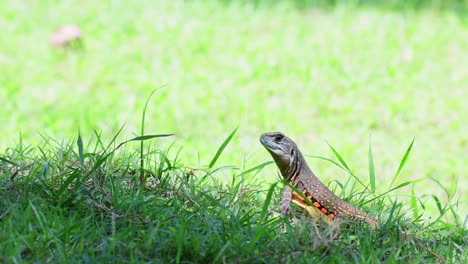 Lizard-with-orange-and-yellow-spots,-also-known-as-Common-Butterfly-Lizard,-Leiolepis-belliana