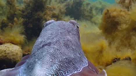 Giant-Australian-Cuttlefish-Sepia-apama-Migration-Whyalla-South-Australia-4k-slow-motion,-mating,-laying-eggs,-fighting,-aggregation,-underwater