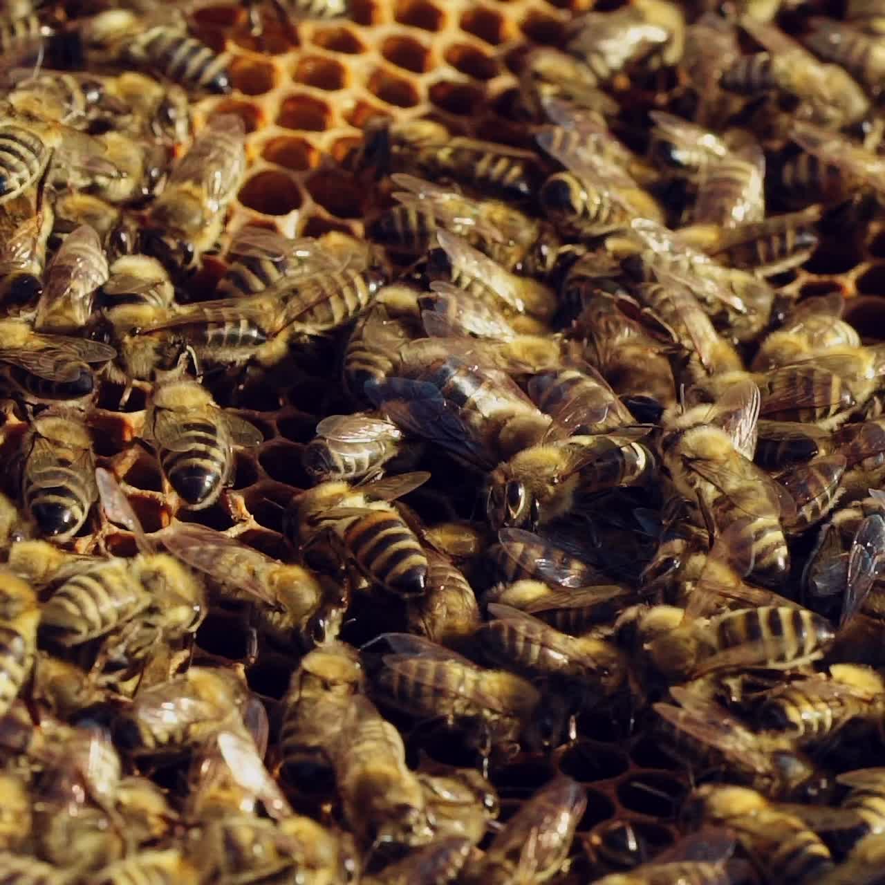 Beekeeper is working with bees and beehives on the apiary. Bees on honeycomb. Frames of a bee hive. Slow motion