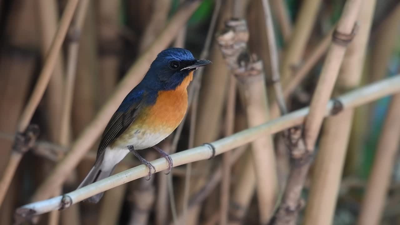 papamoscas azul chino, cyornis glaucicomans, tailandia