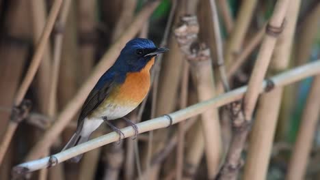 Papamoscas-Azul-Chino,-Cyornis-Glaucicomans,-Tailandia