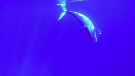 calf humpback whale plays at surface