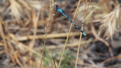 macro in primo piano: l'insetto damselfly blu atterra sull'erba secca e dorata delle paludi