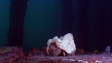 Southern-Sponge-Crab-Austrodromidia-australis-Edithburgh-South-Australia-4k-25fps