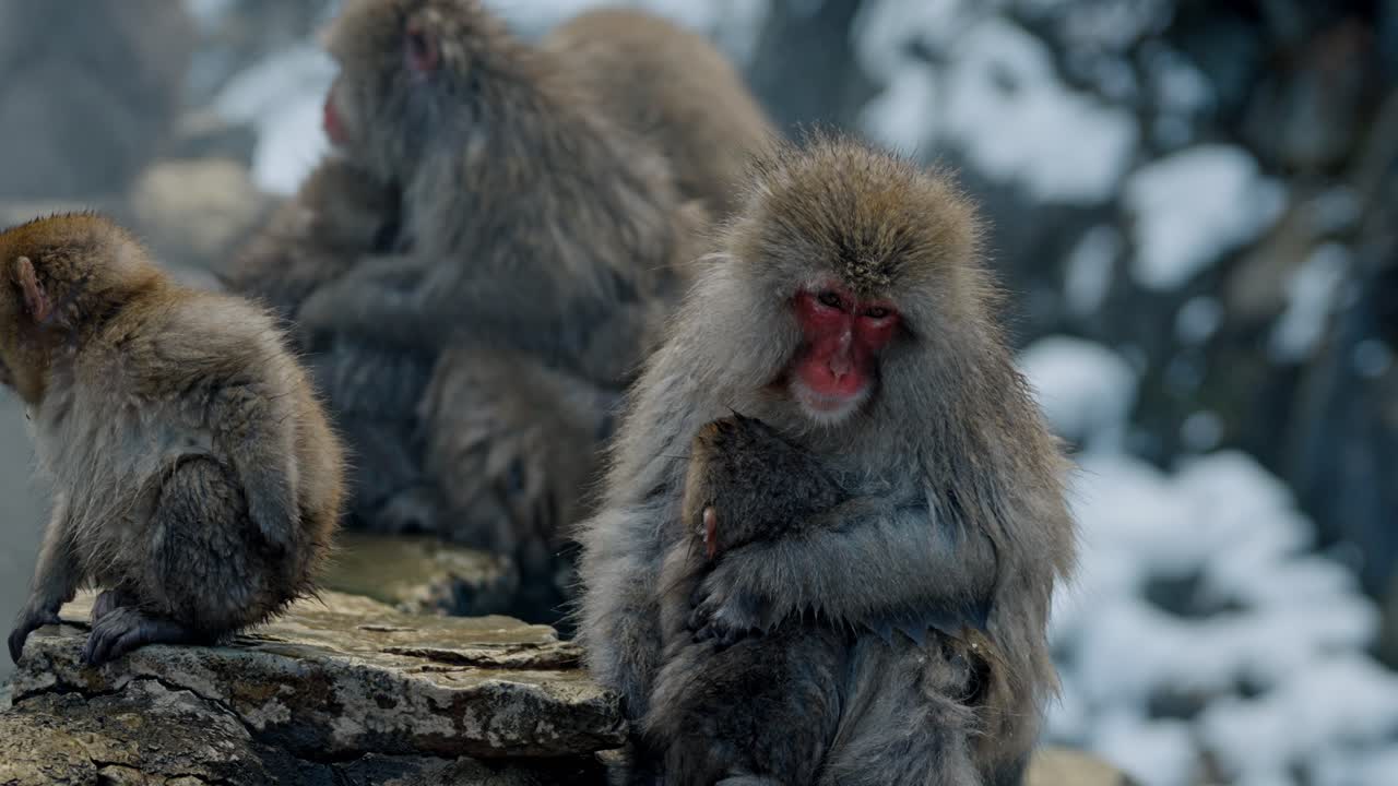 A heartwarming scene unfolds at Jigodukani Hot Springs as a mother snow monkey lovingly cares for her baby.