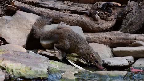 northern treeshrew, tupaia belangerion