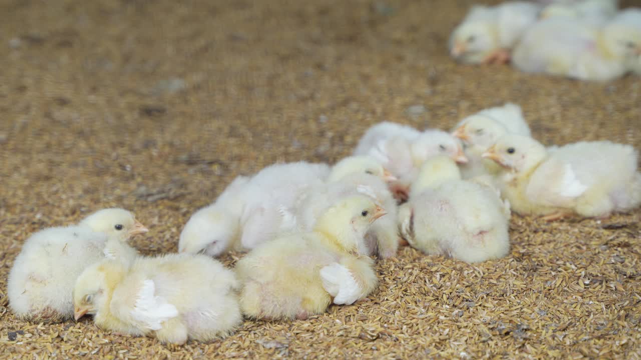 There are baby chickens in the poultry farm.
