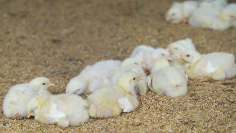there are baby chickens in the poultry farm.