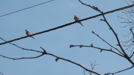 Dos-Palomas-Encaramadas-En-Un-Alambre-Con-Una-Rama-De-árbol-Que-Sopla-En-Primer-Plano