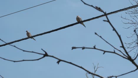 dos palomas encaramadas en un alambre con una rama de árbol que sopla en primer plano