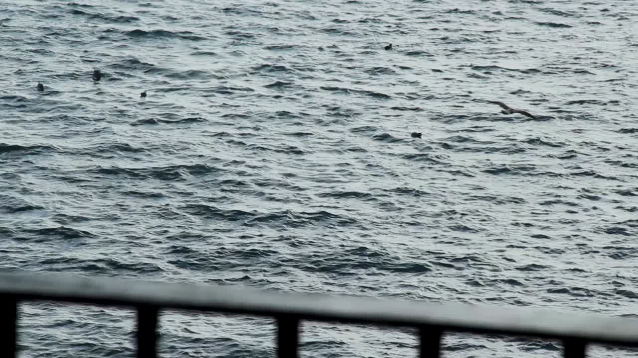 바닷새가 날아와 바다에 착륙