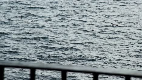 Seabirds-flying-and-landing-on-the-sea