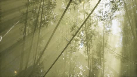 asian bamboo forest with morning fog weather