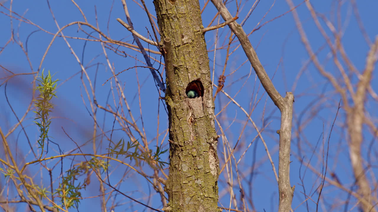 Slow-motion footage captures a purple martin placing twigs in a tree hole.