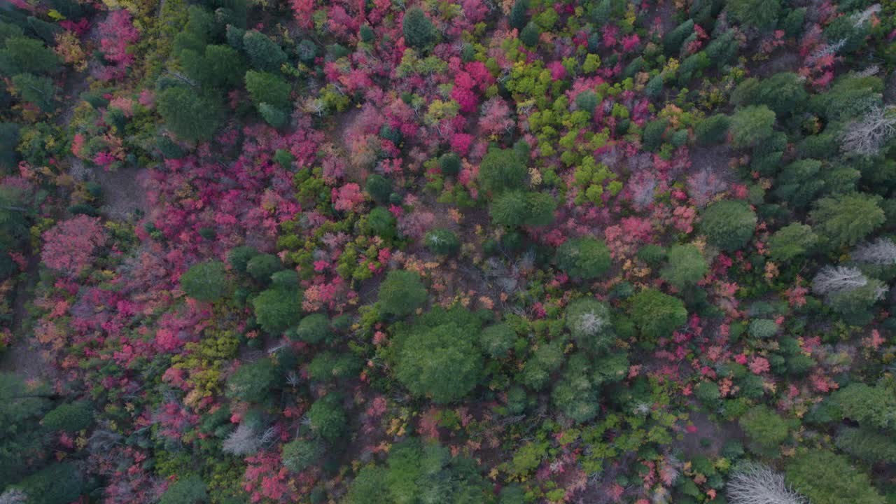 colorido bosque de otoño en el cañón de la bifurcación americana en utah -antena