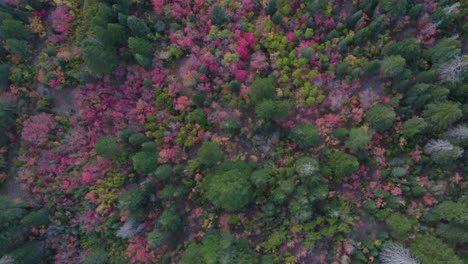 Bunter-Herbstwald-Im-American-Fork-Canyon-In-Utah---Antenne