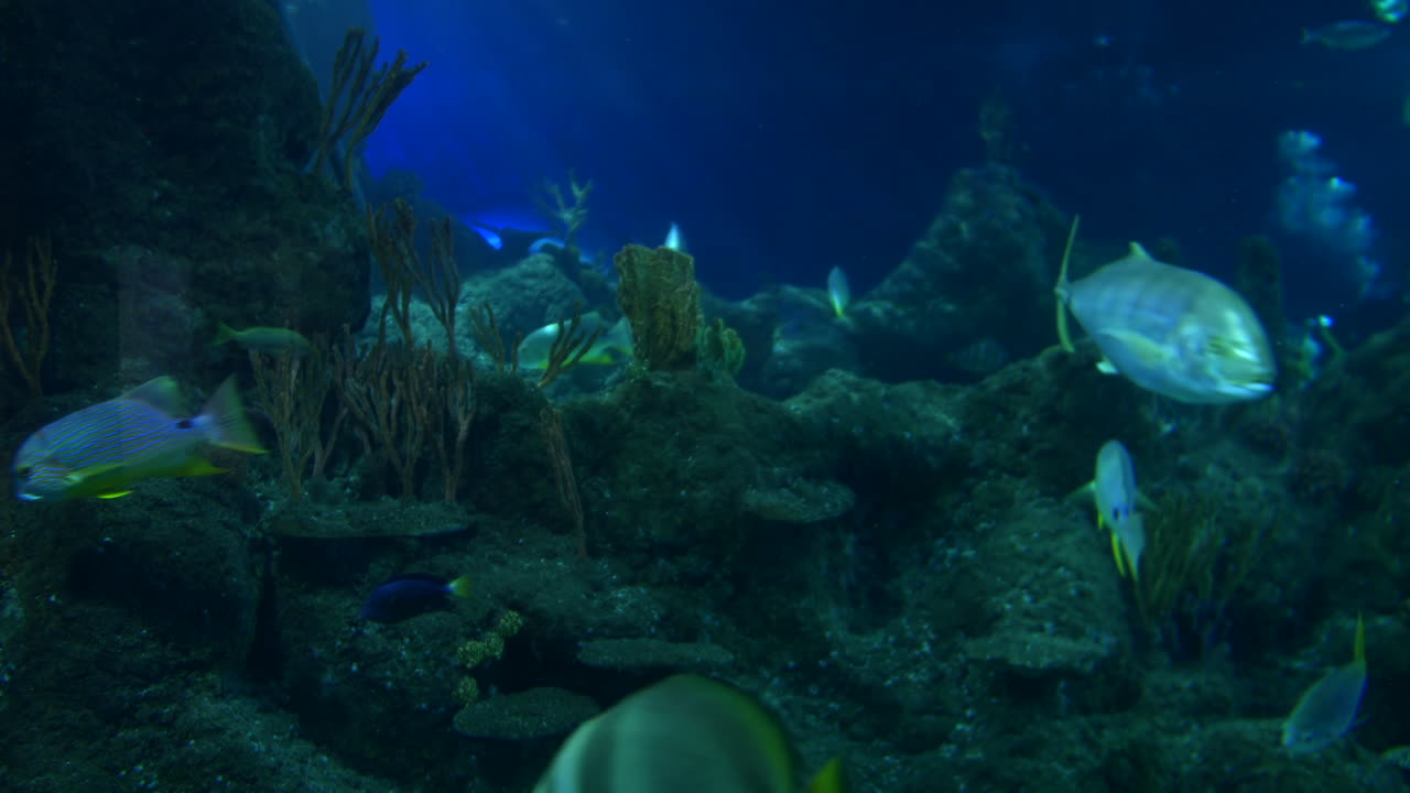 Marine life, including sharks and a stingray and fish, swim near rocky coral formations in deep blue water. The underwater scene captures the movement of the creatures in their natural habitat